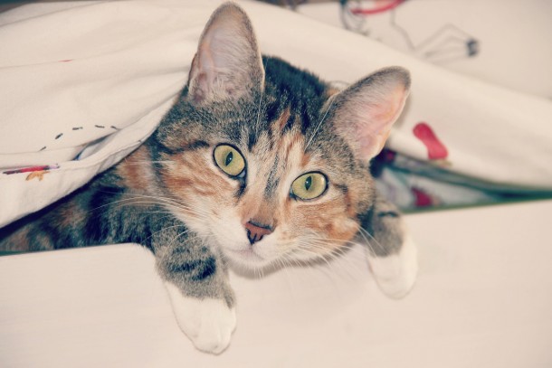 chat surpris